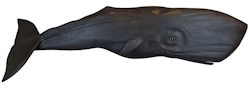 Dark Gray Great Whale